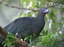 Black Guan