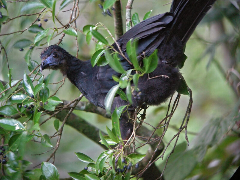 Black Guan