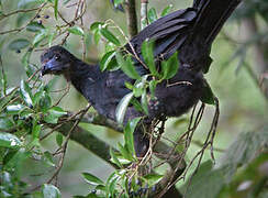 Black Guan