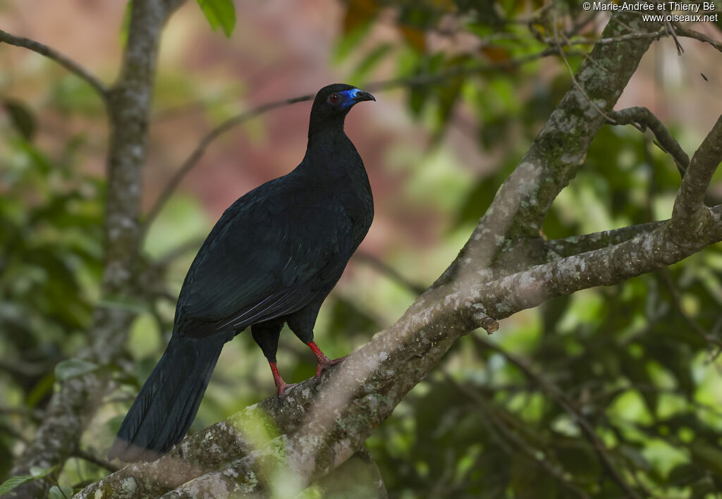 Pénélope unicolore