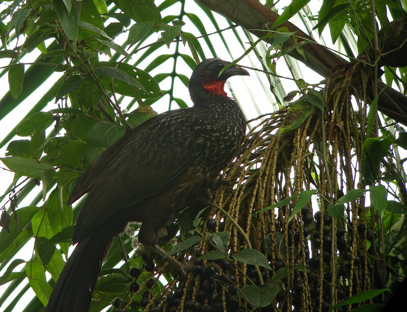 Dusky-legged Guan