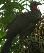 Dusky-legged Guan