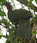 Dusky-legged Guan