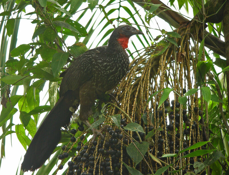 Dusky-legged Guan