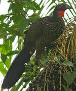 Dusky-legged Guan