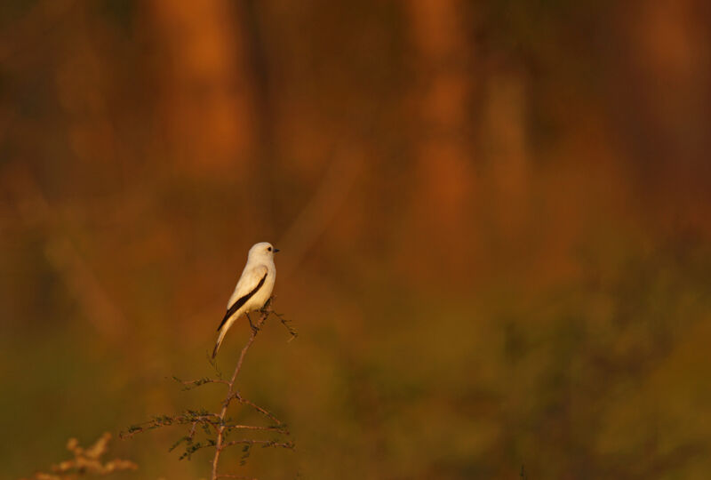 White Monjita