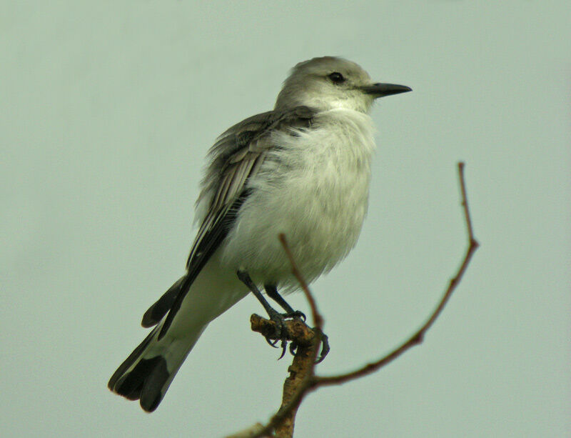 White-rumped Monjita