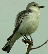 White-rumped Monjita