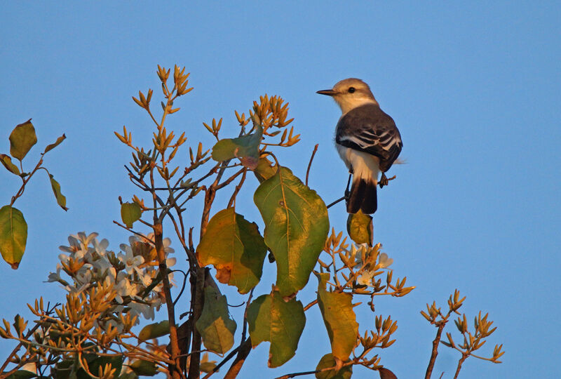 White-rumped Monjita