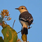 White-rumped Monjita