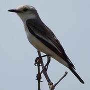 White-rumped Monjita