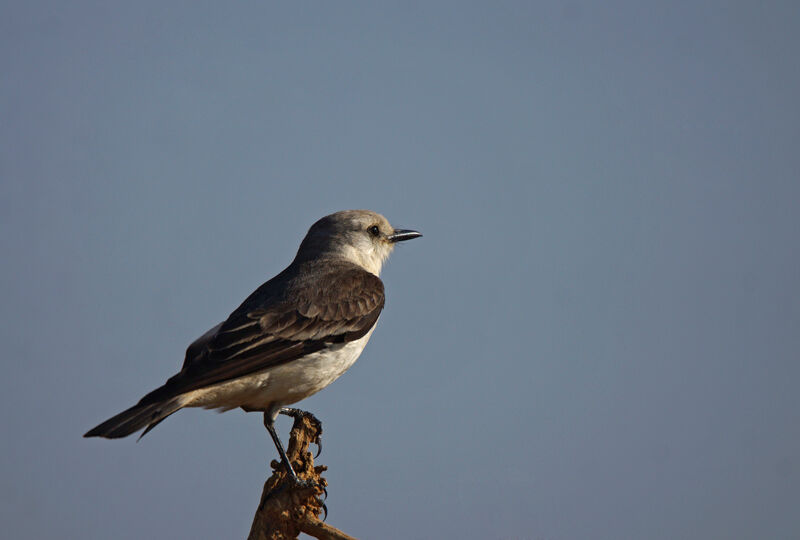 White-rumped Monjita