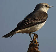 White-rumped Monjita