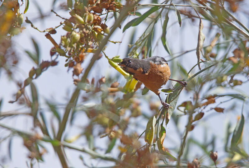 Black-throated Flowerpiercer