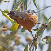 Black-throated Flowerpiercer