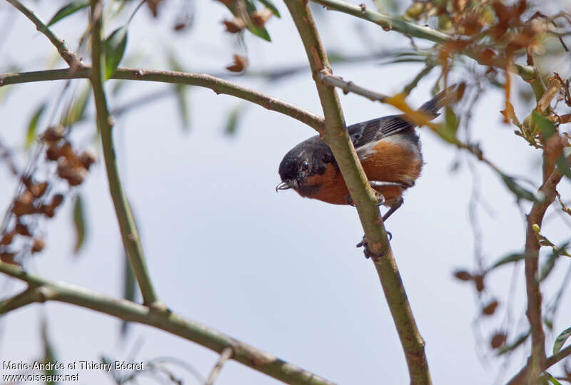 Black-throated Flowerpierceradult, Behaviour