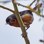 Black-throated Flowerpiercer