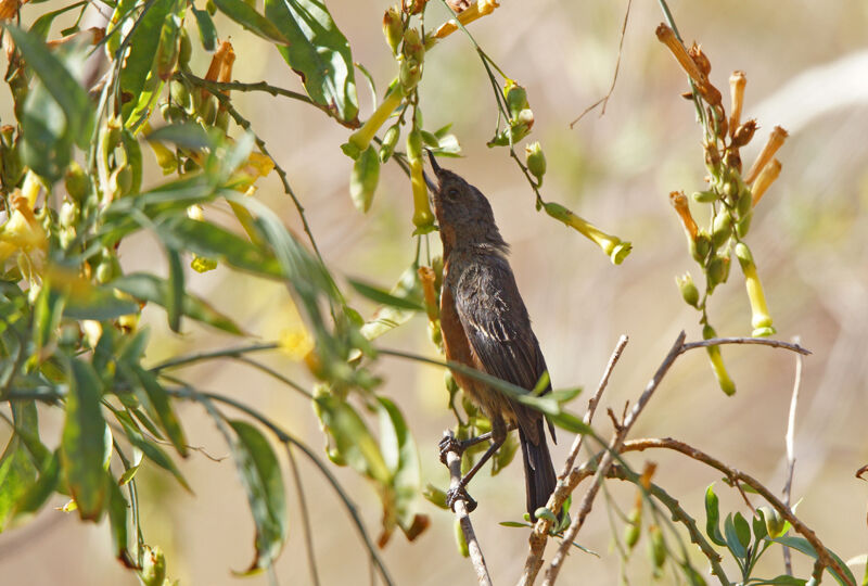 Black-throated Flowerpiercer