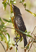 Black-throated Flowerpiercer