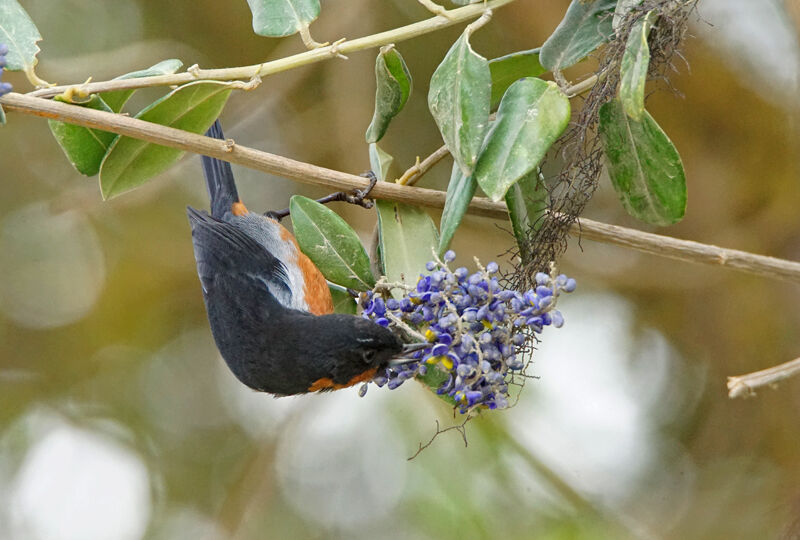 Black-throated Flowerpiercer, feeding habits