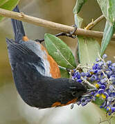 Black-throated Flowerpiercer