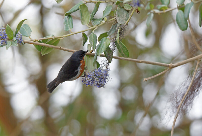 Black-throated Flowerpiercer