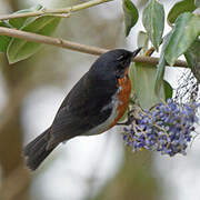 Black-throated Flowerpiercer