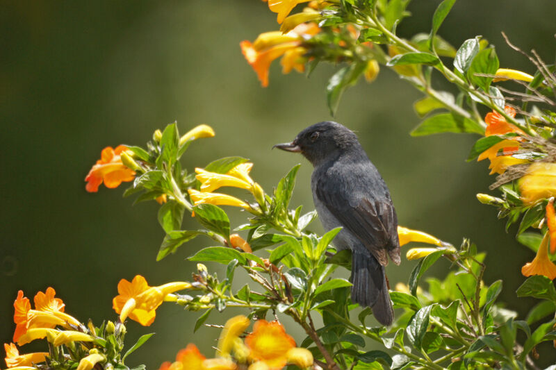 Slaty Flowerpiercer male