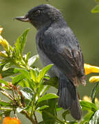 Slaty Flowerpiercer