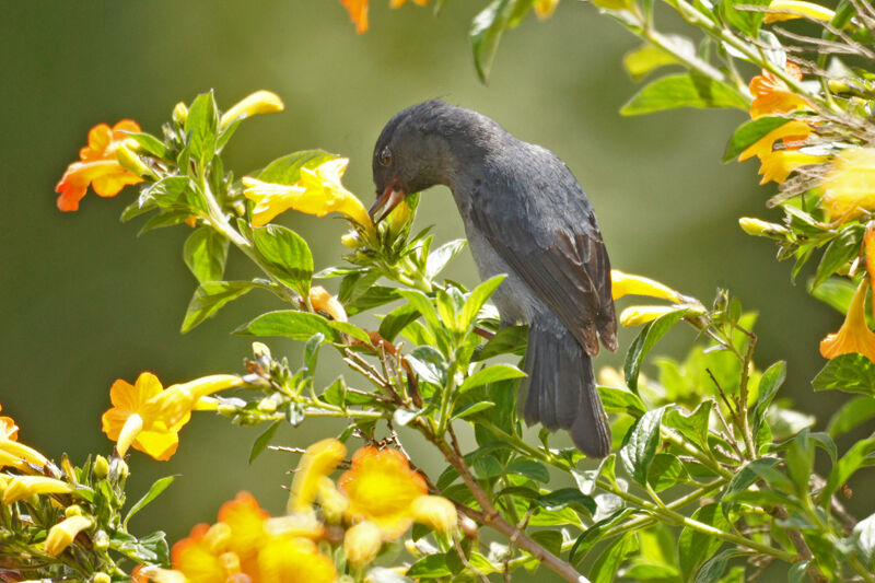 Slaty Flowerpiercer male