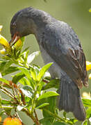 Slaty Flowerpiercer