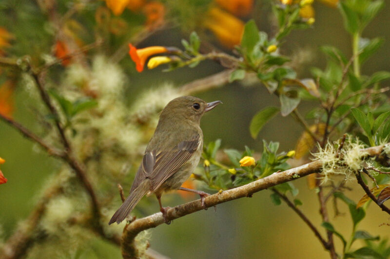 Slaty Flowerpiercer female