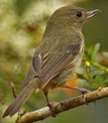 Slaty Flowerpiercer