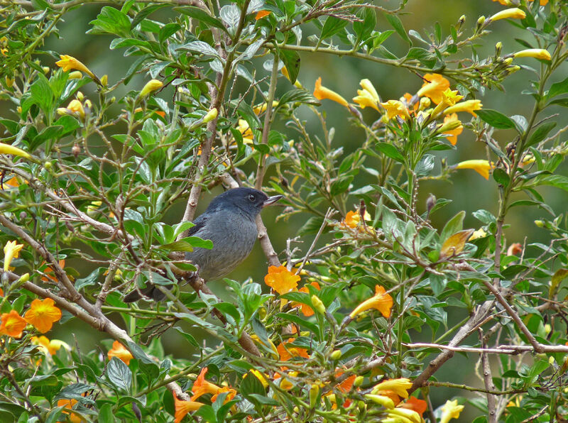 Slaty Flowerpiercer male