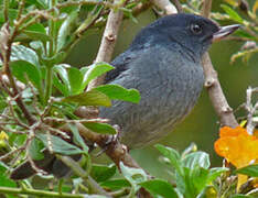 Slaty Flowerpiercer