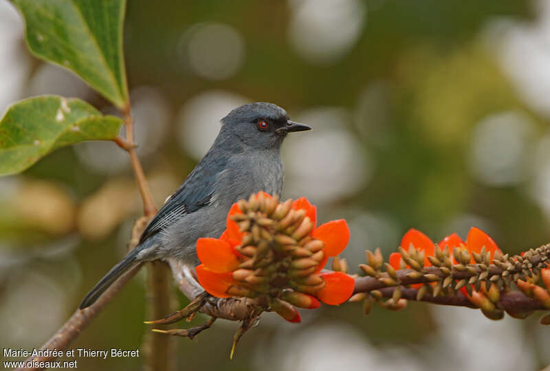 Bluish Flowerpierceradult