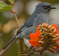 Bluish Flowerpiercer