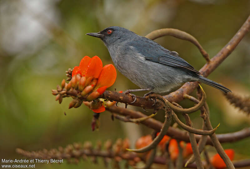 Bluish Flowerpierceradult, identification