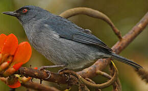 Bluish Flowerpiercer