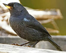 Glossy Flowerpiercer