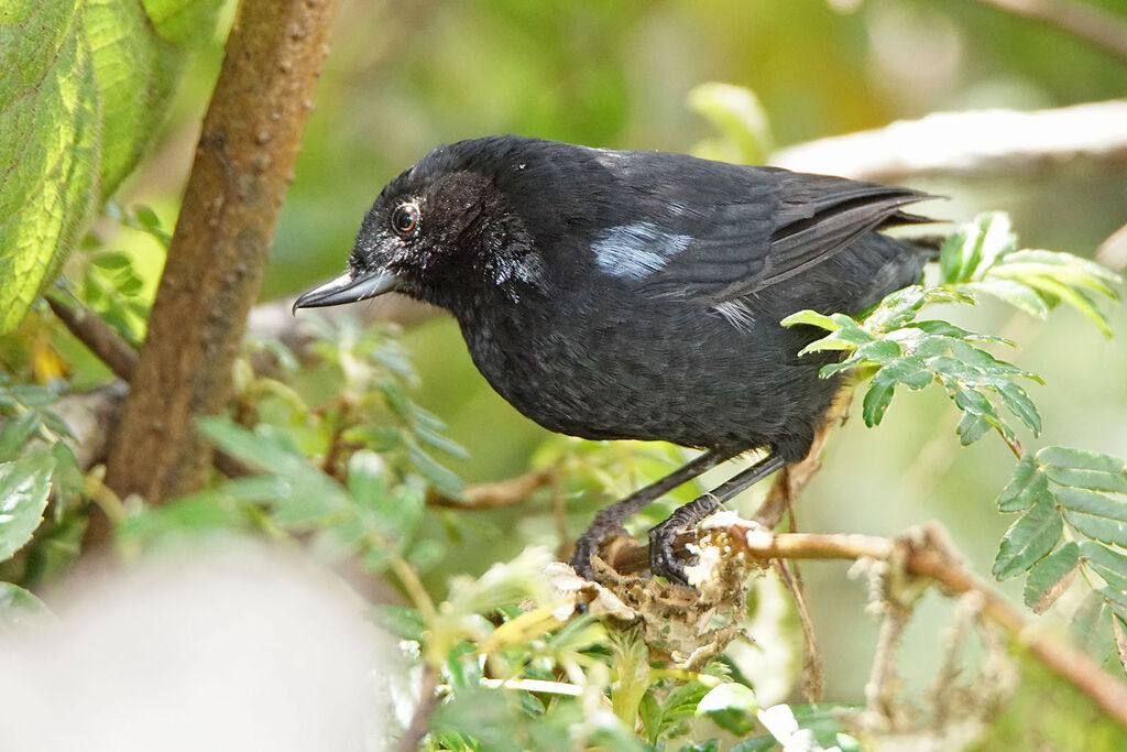 Glossy Flowerpiercer