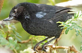 Glossy Flowerpiercer