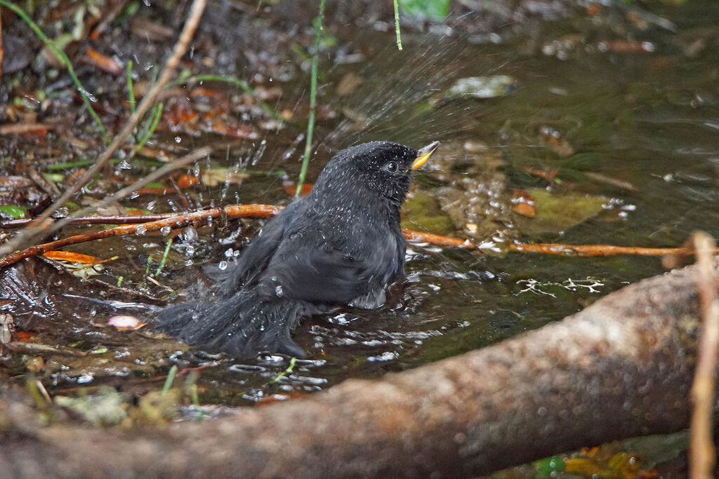 Glossy Flowerpiercer