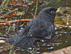 Glossy Flowerpiercer