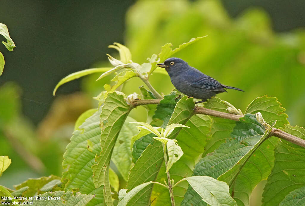 Percefleur glauqueadulte, identification