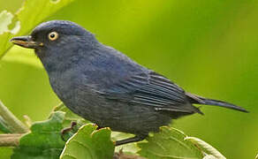 Golden-eyed Flowerpiercer