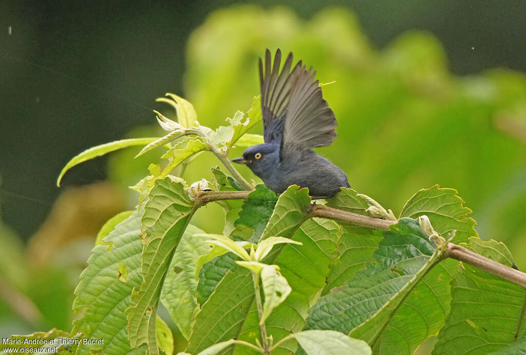 Golden-eyed Flowerpierceradult, pigmentation