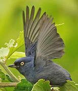 Golden-eyed Flowerpiercer