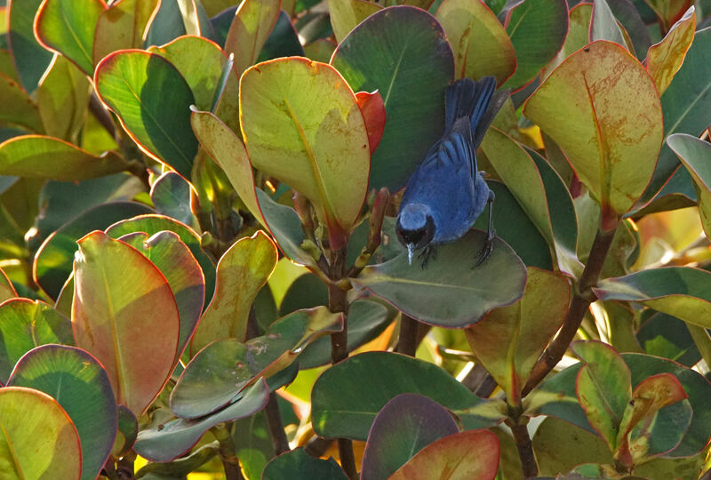 Masked Flowerpiercer