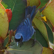 Masked Flowerpiercer